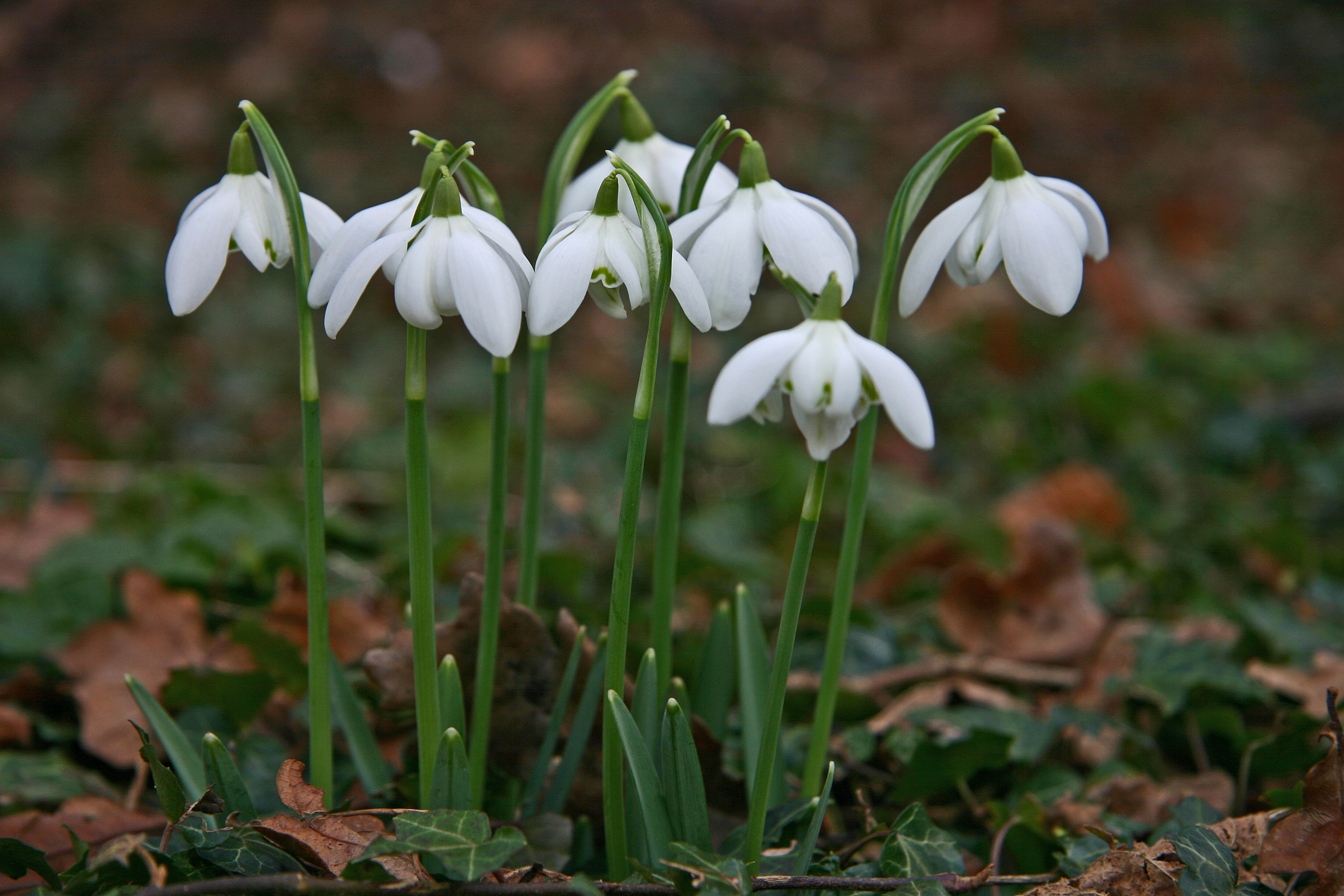 Nice Images Collection: Snowdrop Desktop Wallpapers
