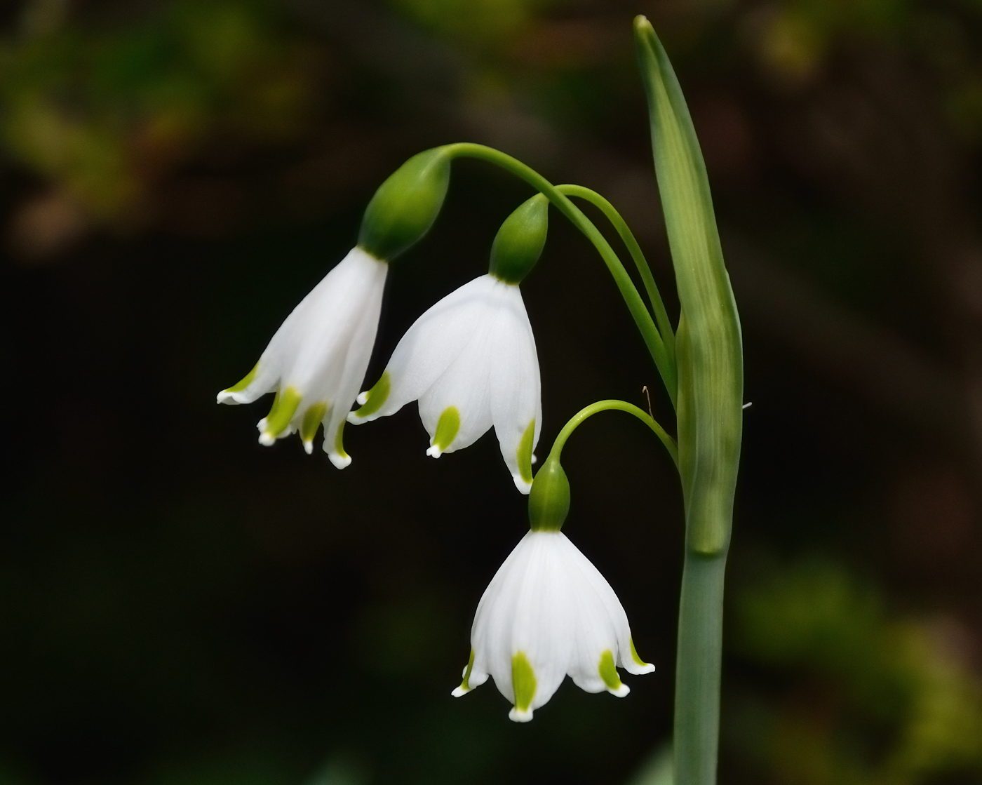 Nice wallpapers Snowdrop 1400x1119px