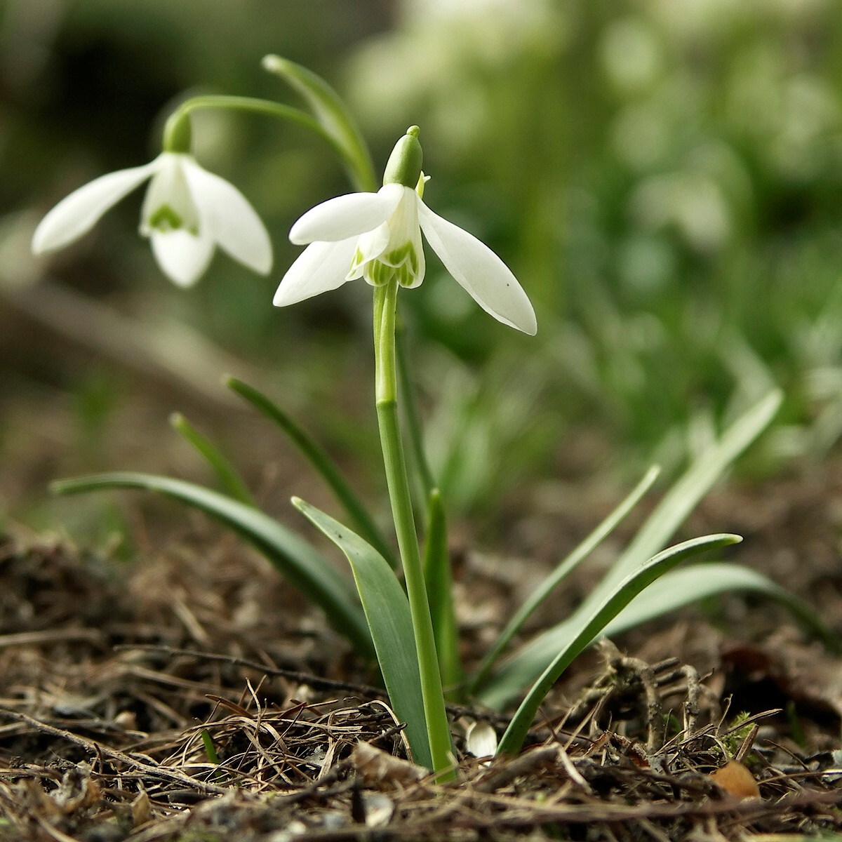 Images of Snowdrop | 1200x1200