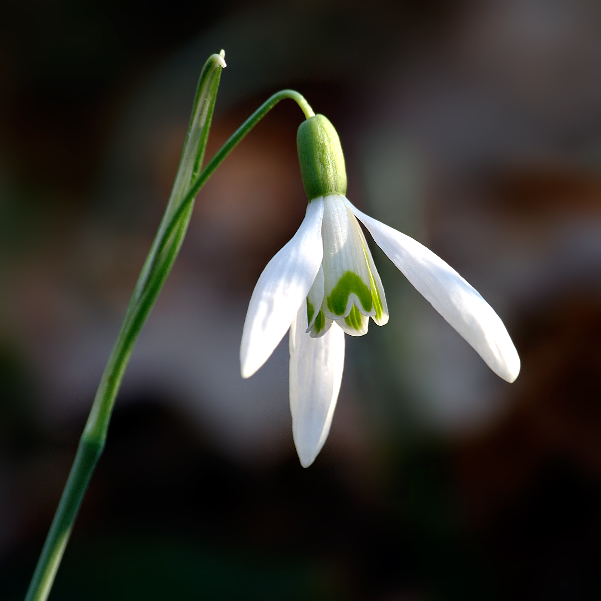 Amazing Snowdrop Pictures & Backgrounds