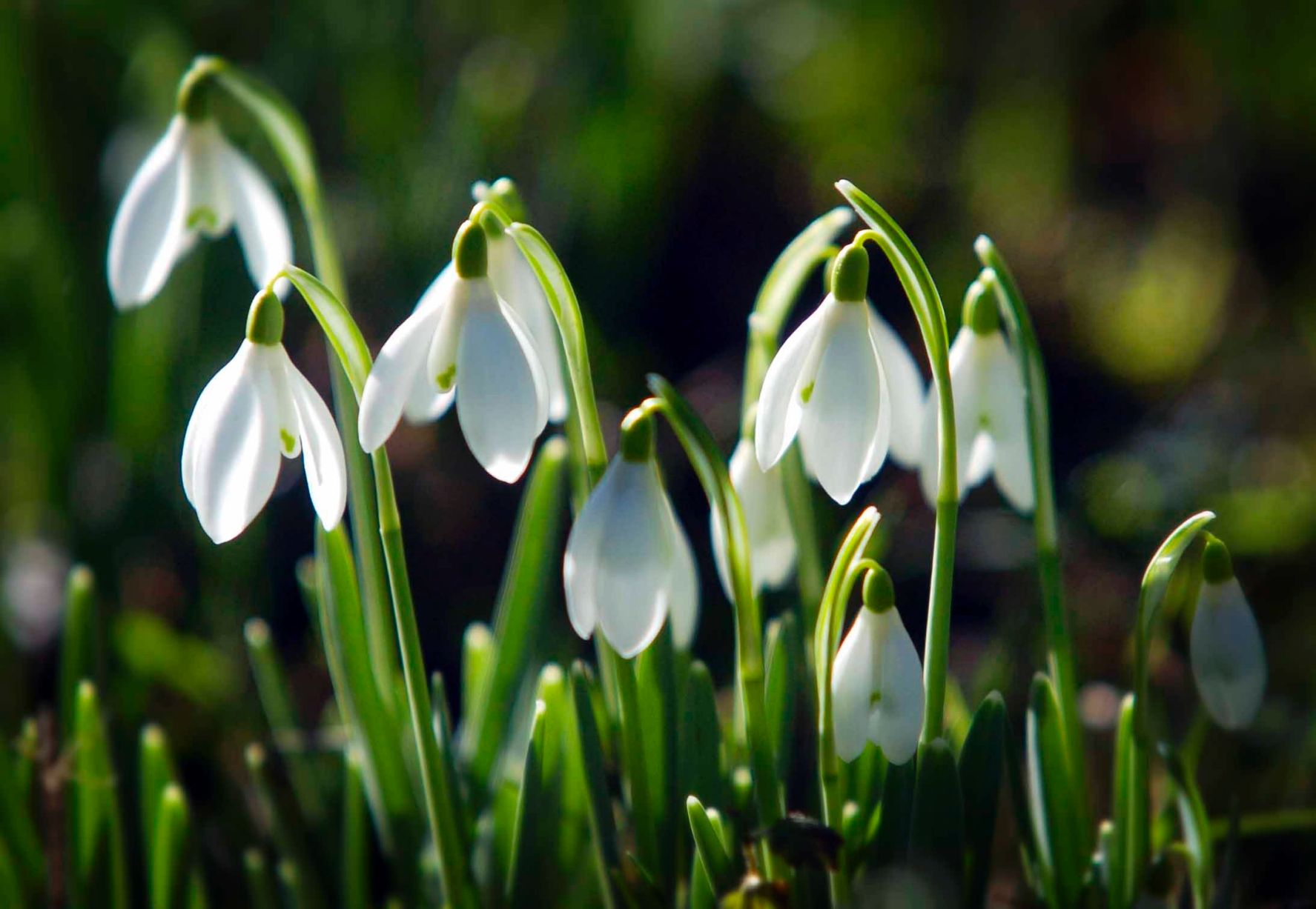 HQ Snowdrop Wallpapers | File 181Kb