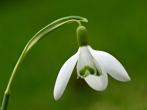 Snowdrop Pics, Earth Collection