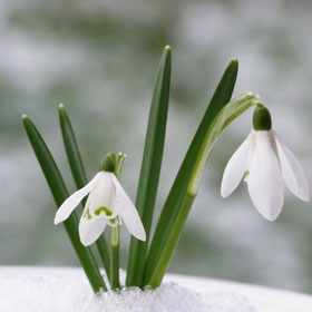 Snowdrop Backgrounds on Wallpapers Vista