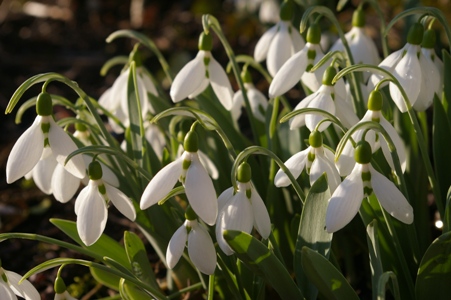 Amazing Snowdrop Pictures & Backgrounds