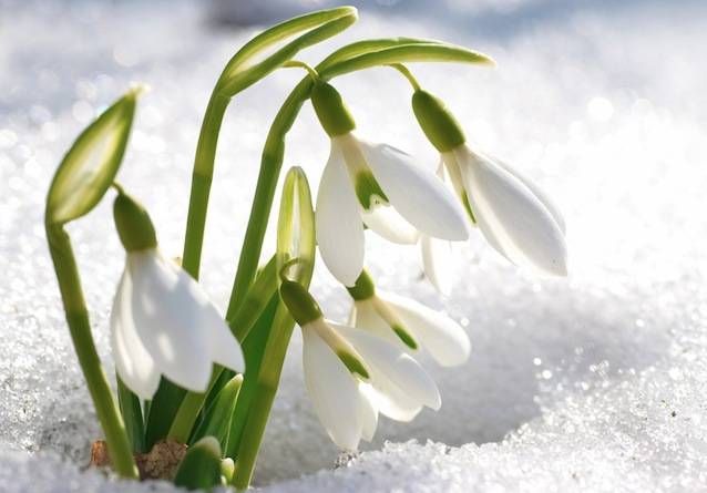 Snowdrop High Quality Background on Wallpapers Vista