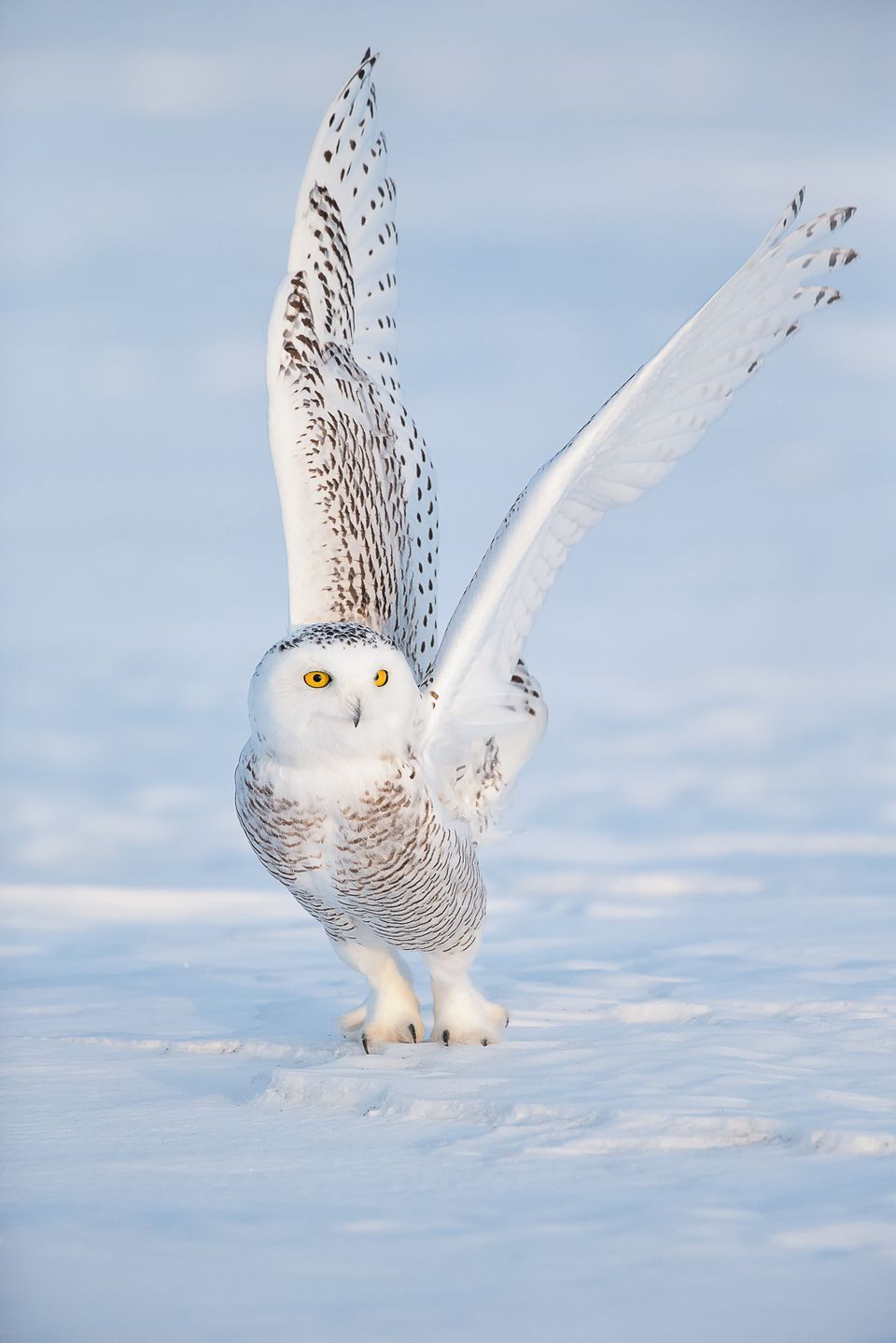 Snowy Owl Backgrounds on Wallpapers Vista