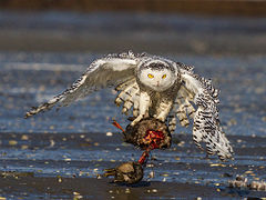 Snowy Owl #20