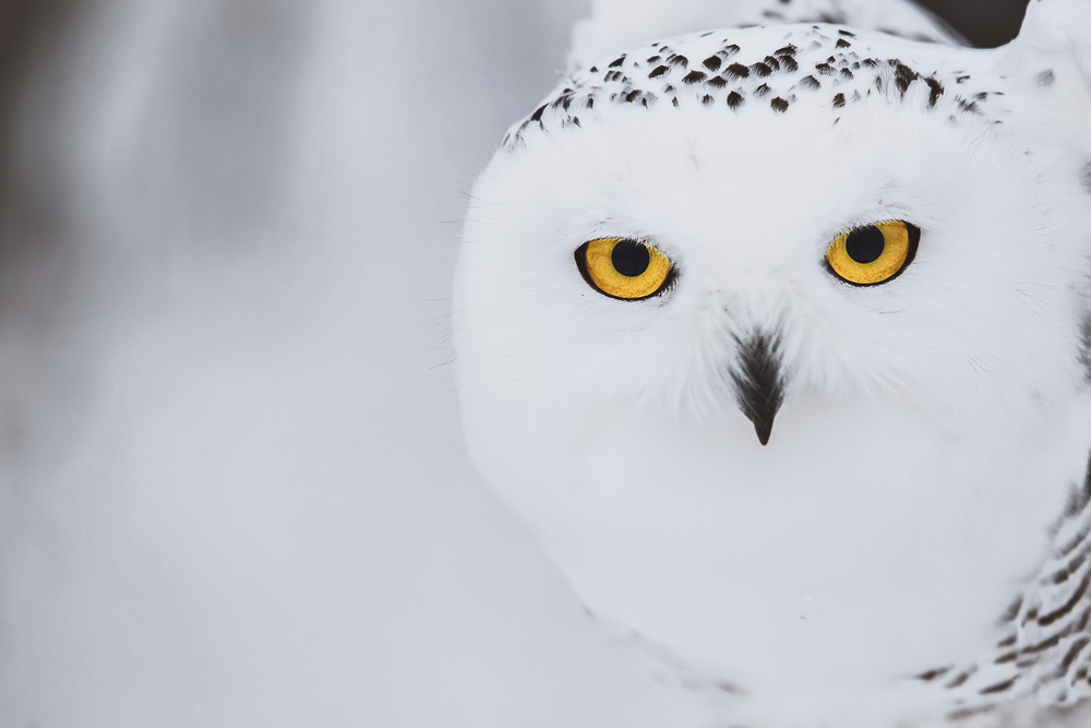 Snowy Owl #1
