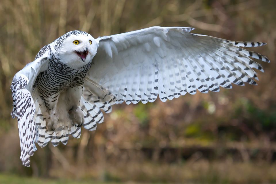 Nice Images Collection: Snowy Owl Desktop Wallpapers