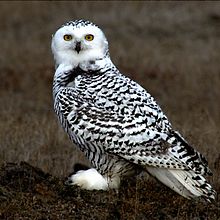 Nice Images Collection: Snowy Owl Desktop Wallpapers