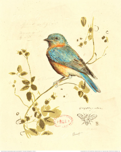Songbird Backgrounds on Wallpapers Vista