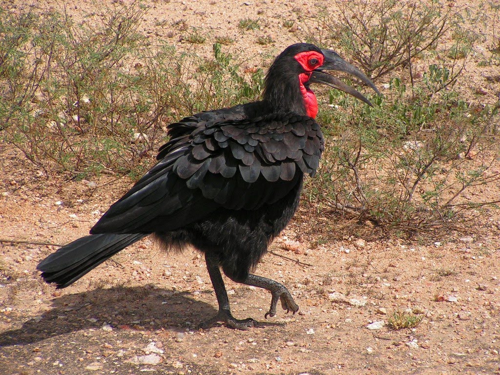 Nice wallpapers Southern Ground Hornbill 1024x768px