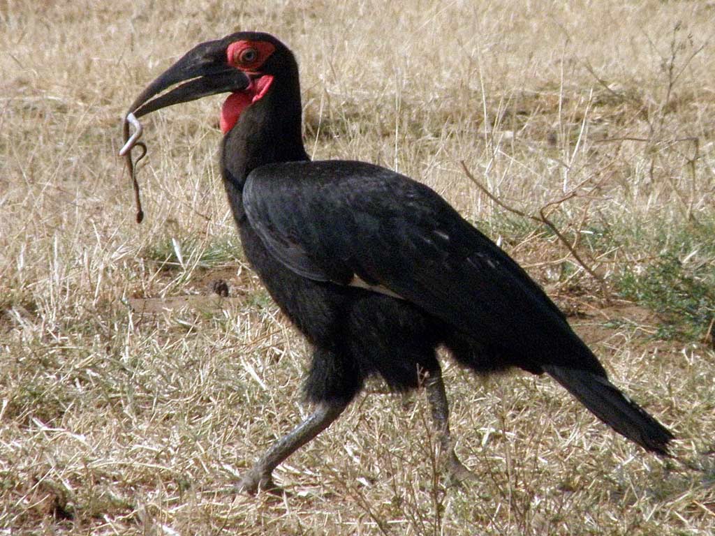 HQ Southern Ground Hornbill Wallpapers | File 143.23Kb