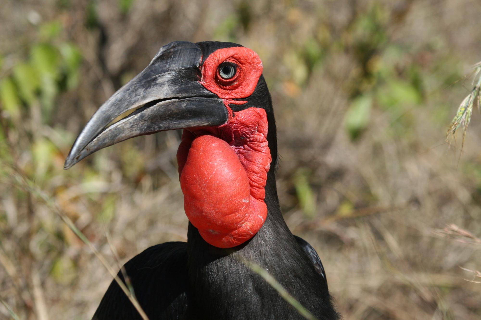 HD Quality Wallpaper | Collection: Animal, 2000x1333 Southern Ground Hornbill