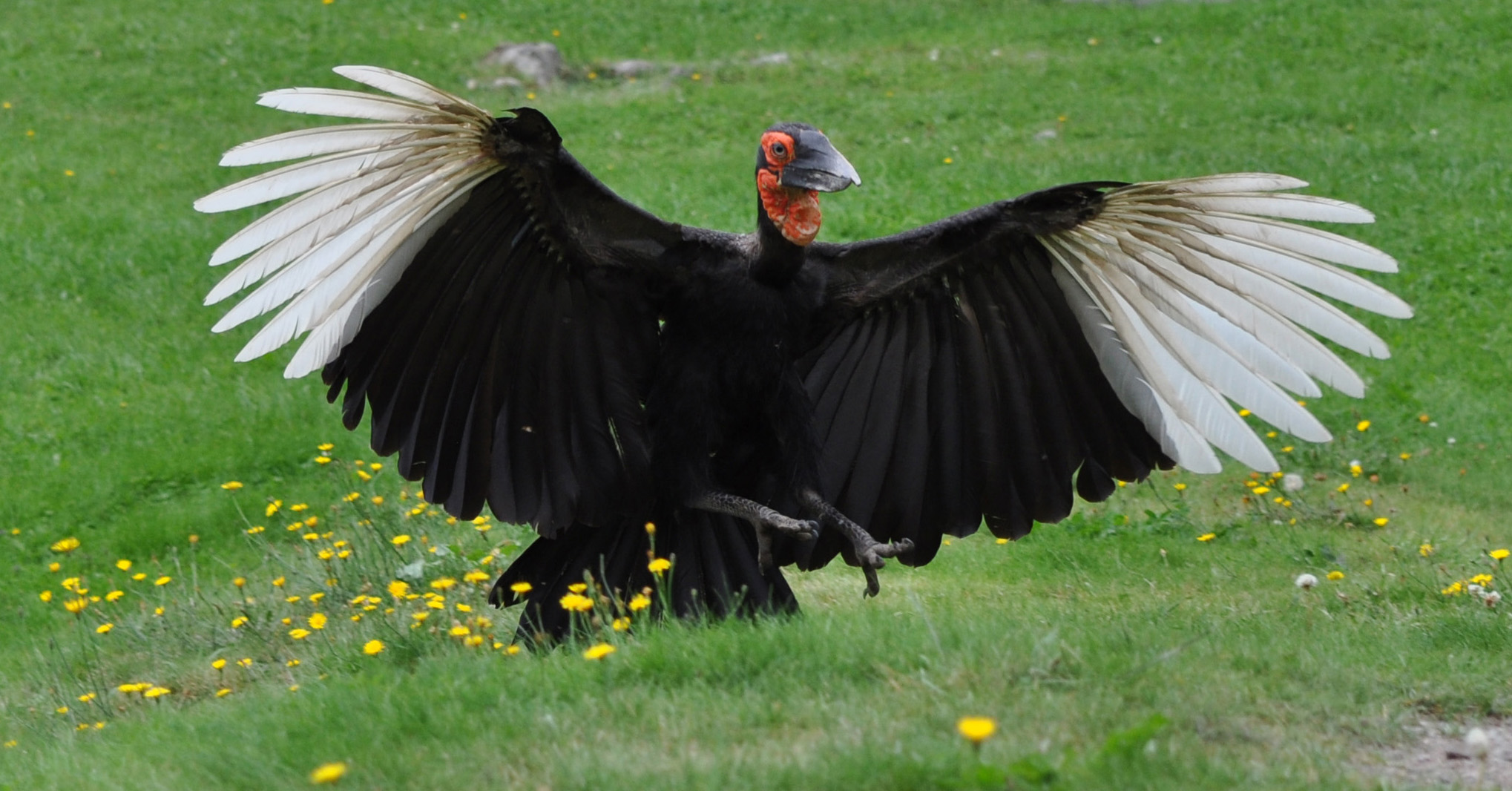 Southern Ground Hornbill Backgrounds on Wallpapers Vista