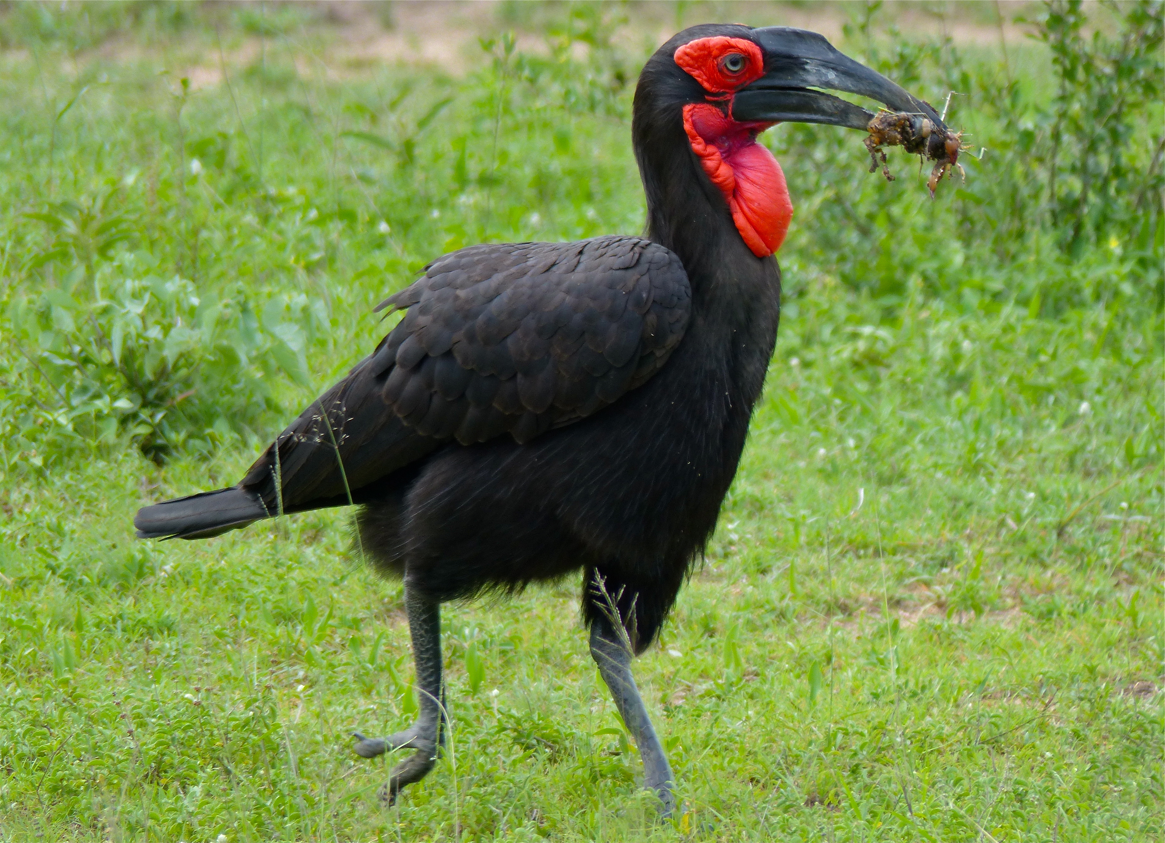 Amazing Southern Ground Hornbill Pictures & Backgrounds