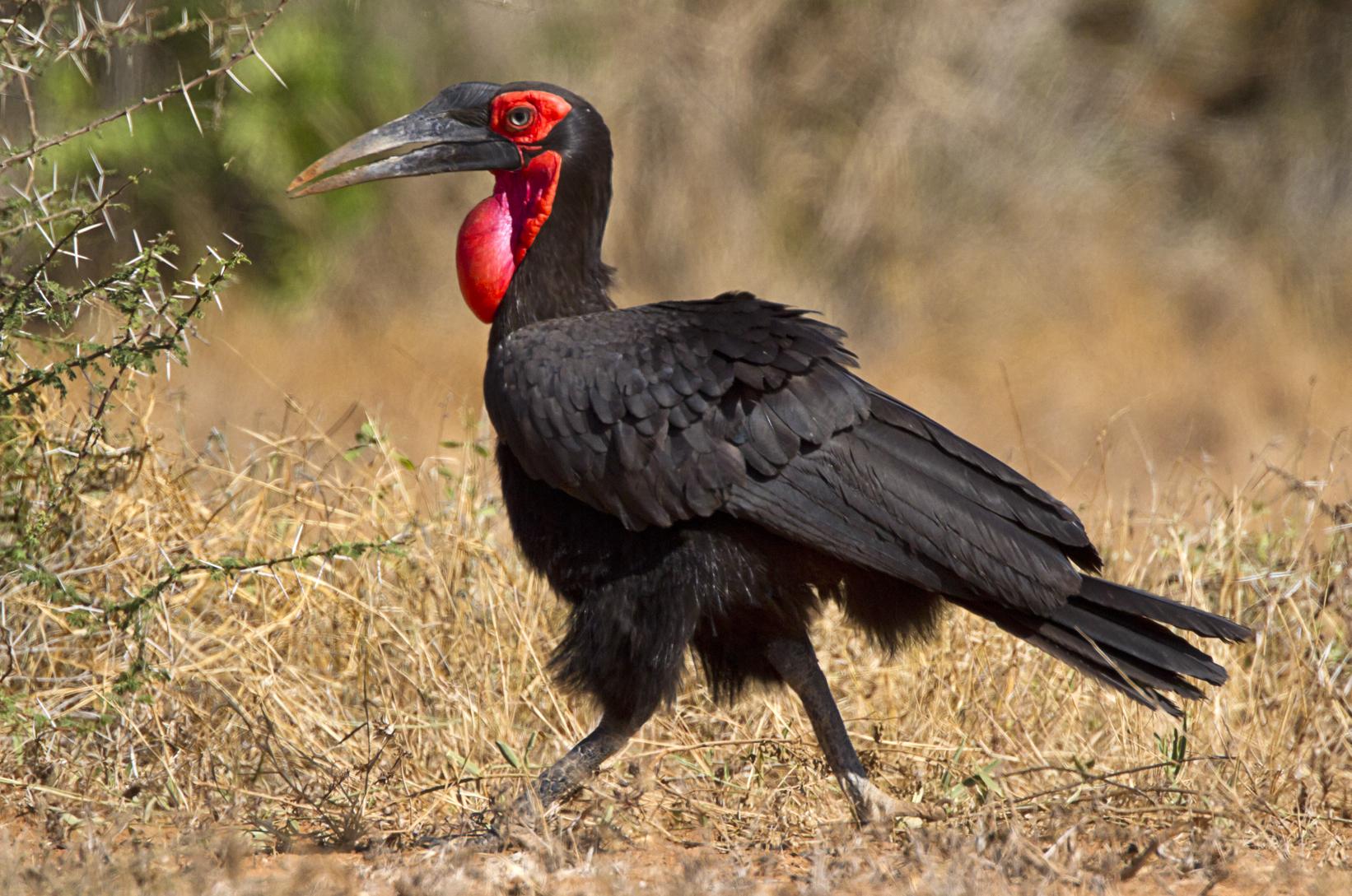 Southern Ground Hornbill Backgrounds on Wallpapers Vista