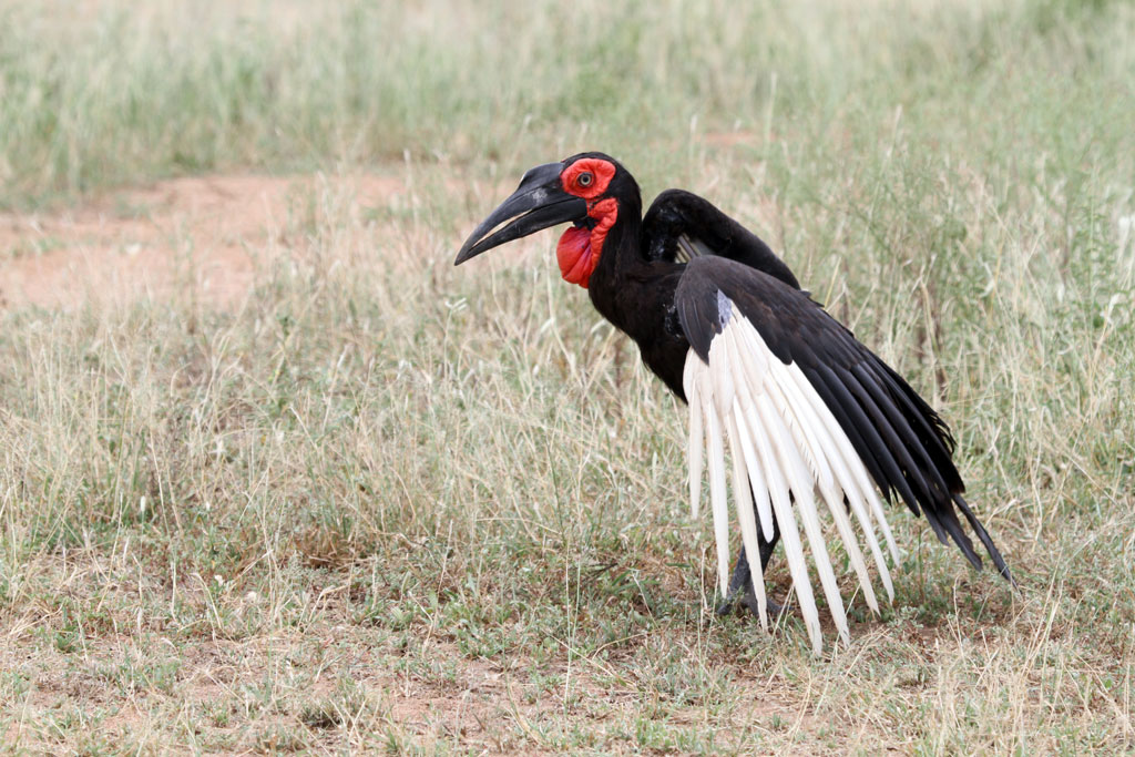 Nice wallpapers Southern Ground Hornbill 1024x683px