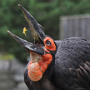 Southern Ground Hornbill Backgrounds, Compatible - PC, Mobile, Gadgets| 300x300 px