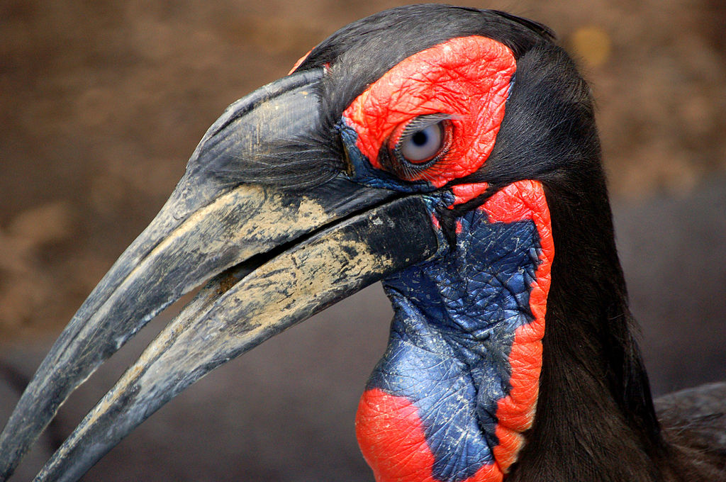 Images of Southern Ground Hornbill | 1024x680
