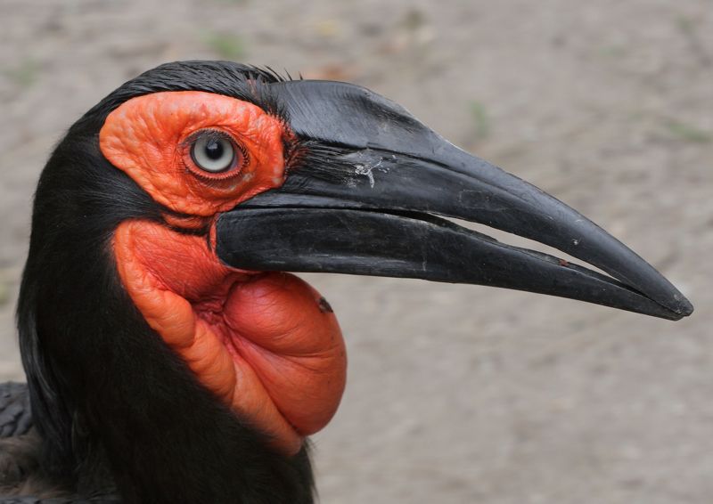 Nice wallpapers Southern Ground Hornbill 800x566px