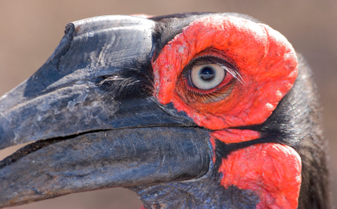 482x300 > Southern Ground Hornbill Wallpapers