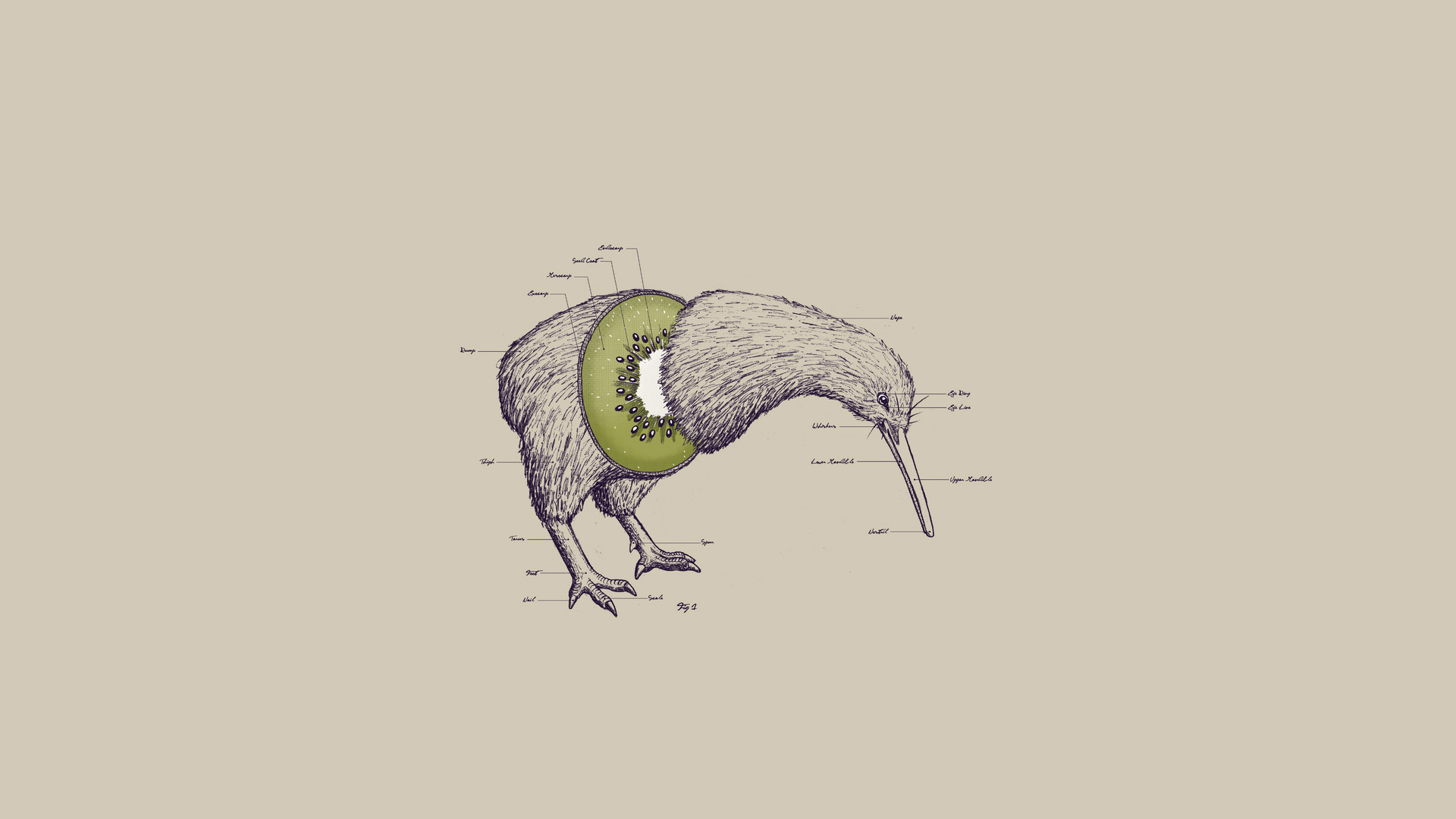HD Quality Wallpaper | Collection: Humor, 1920x1080 Space Kiwi