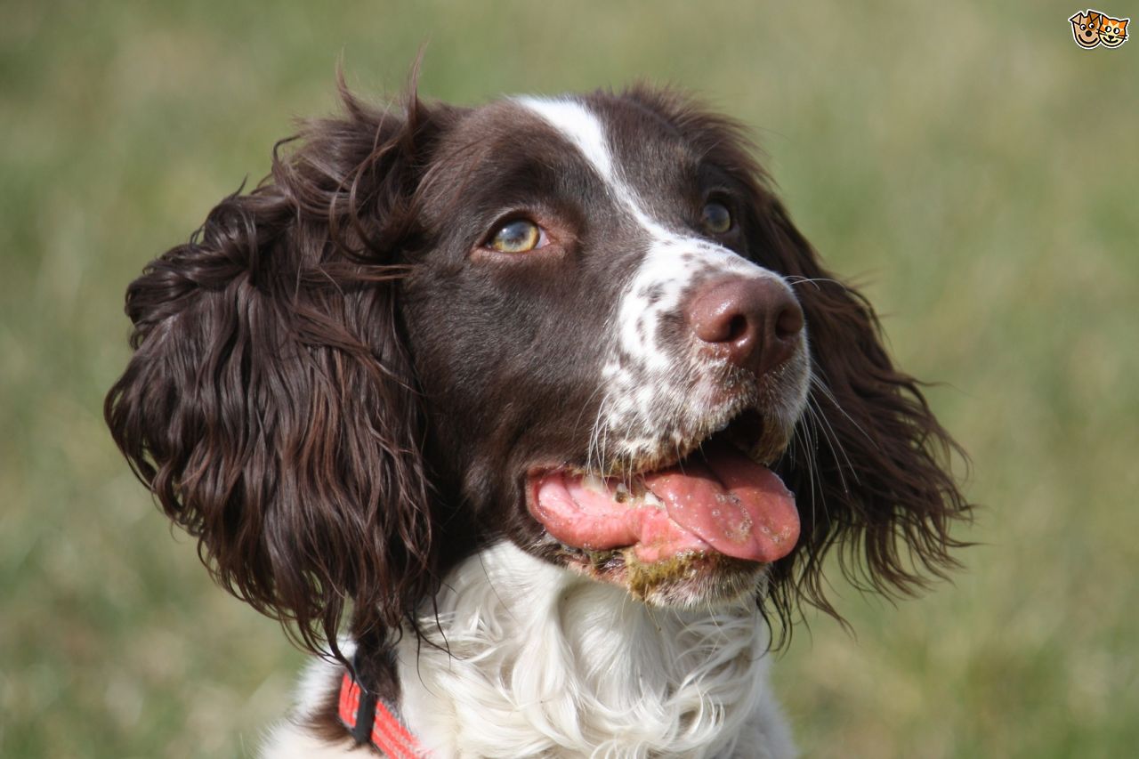 Images of Spaniel | 1280x853