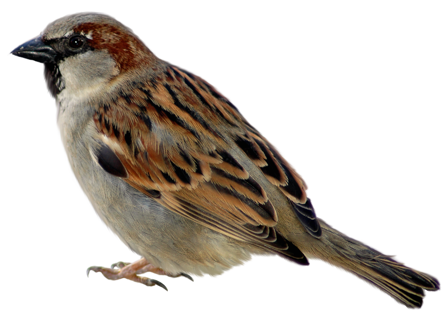 Amazing Sparrow Pictures & Backgrounds