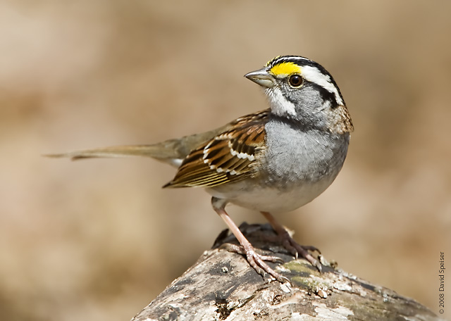Amazing Sparrow Pictures & Backgrounds