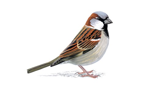 Images of Sparrow | 530x298