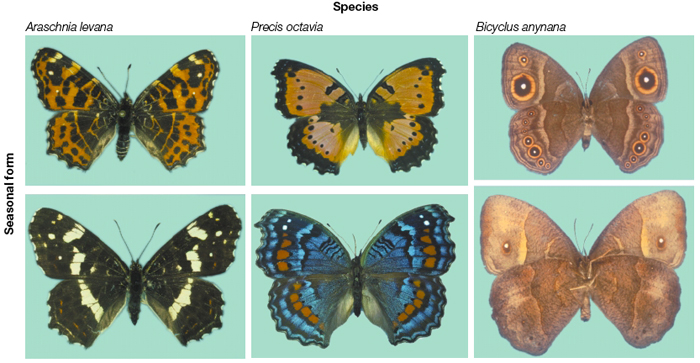 Species Backgrounds on Wallpapers Vista