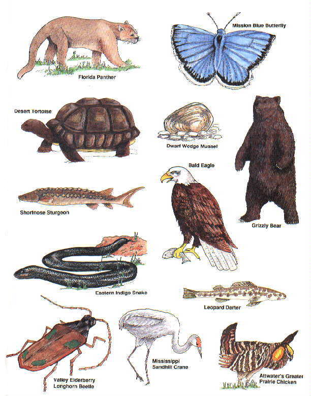 Amazing Species Pictures & Backgrounds
