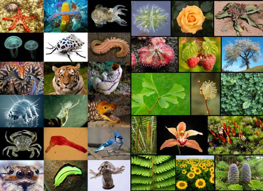 Species Backgrounds, Compatible - PC, Mobile, Gadgets| 900x655 px