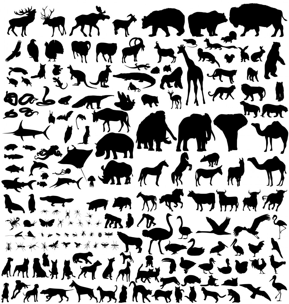Species HD wallpapers, Desktop wallpaper - most viewed