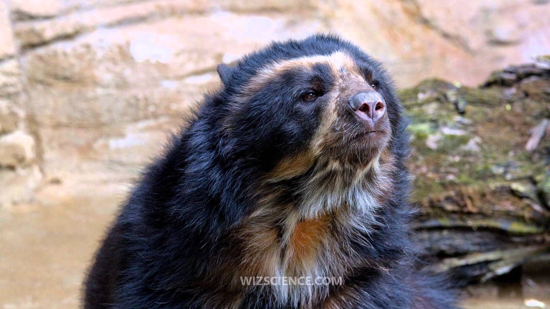 Images of Spectacled Bear | 1920x1080