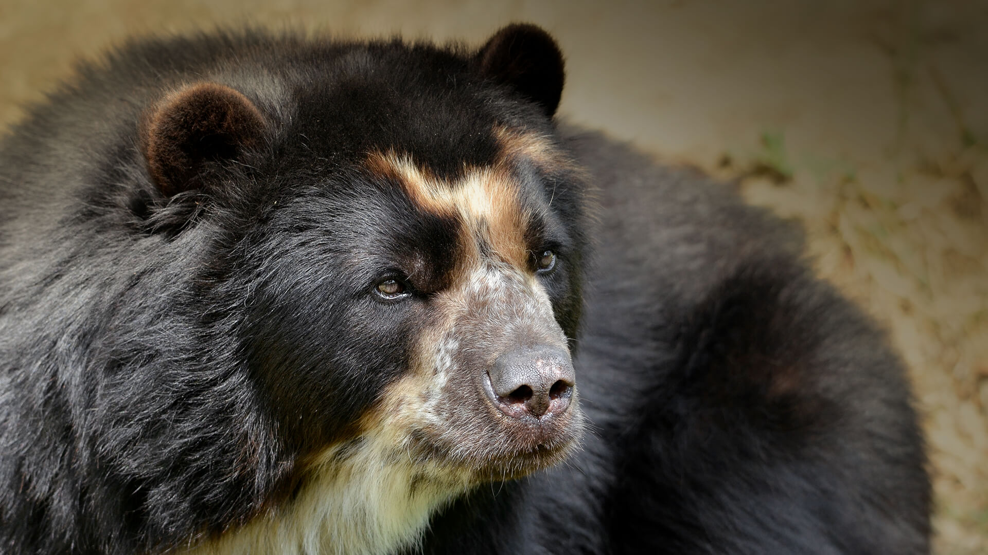 Spectacled Bear High Quality Background on Wallpapers Vista