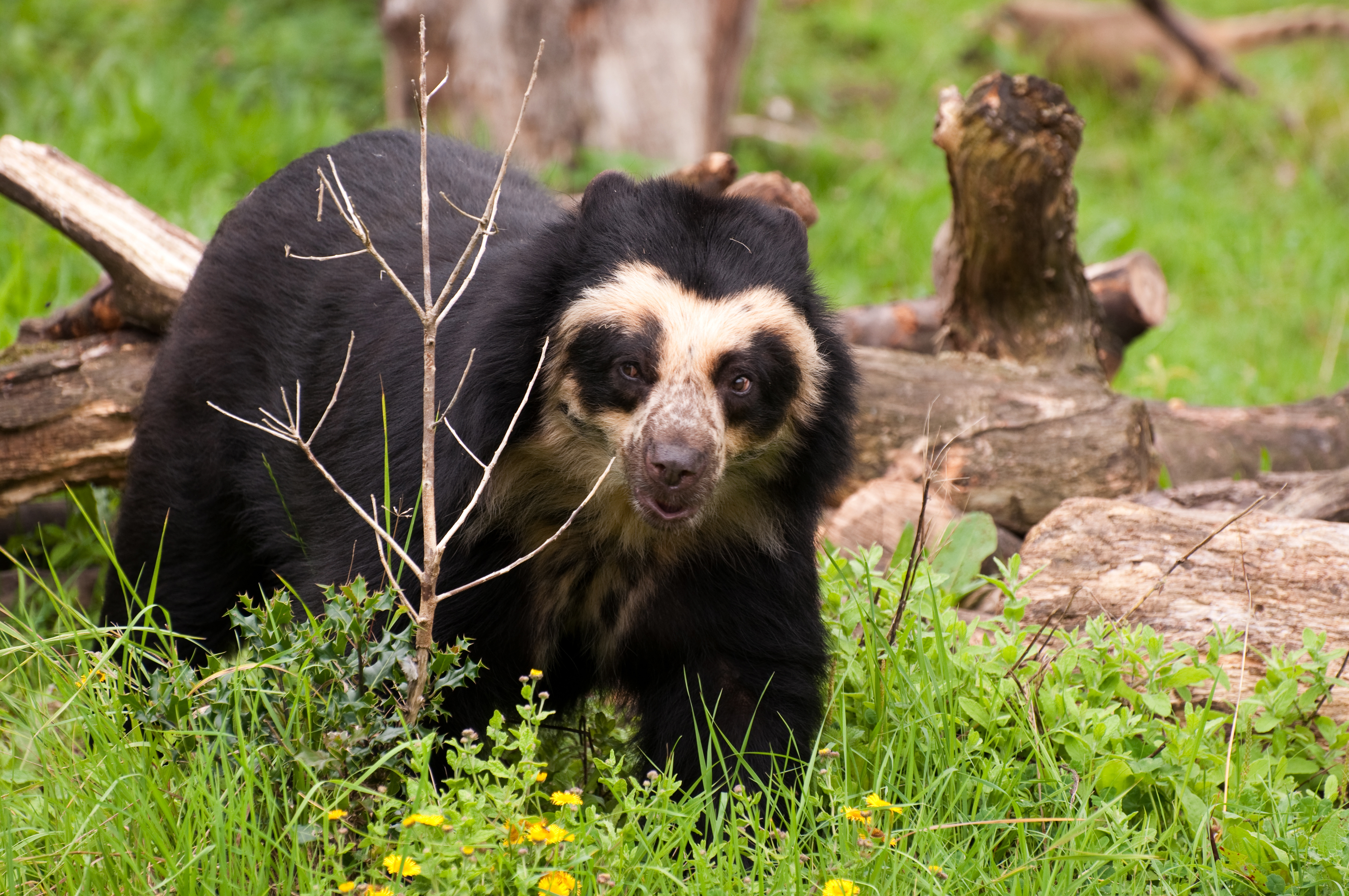 Spectacled Bear Backgrounds on Wallpapers Vista
