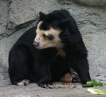 Nice Images Collection: Spectacled Bear Desktop Wallpapers