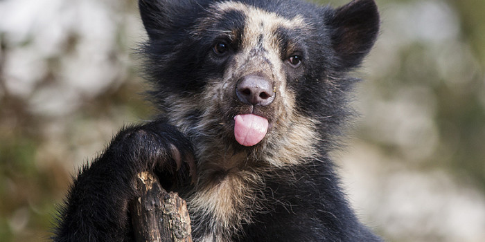 HQ Spectacled Bear Wallpapers | File 72.06Kb