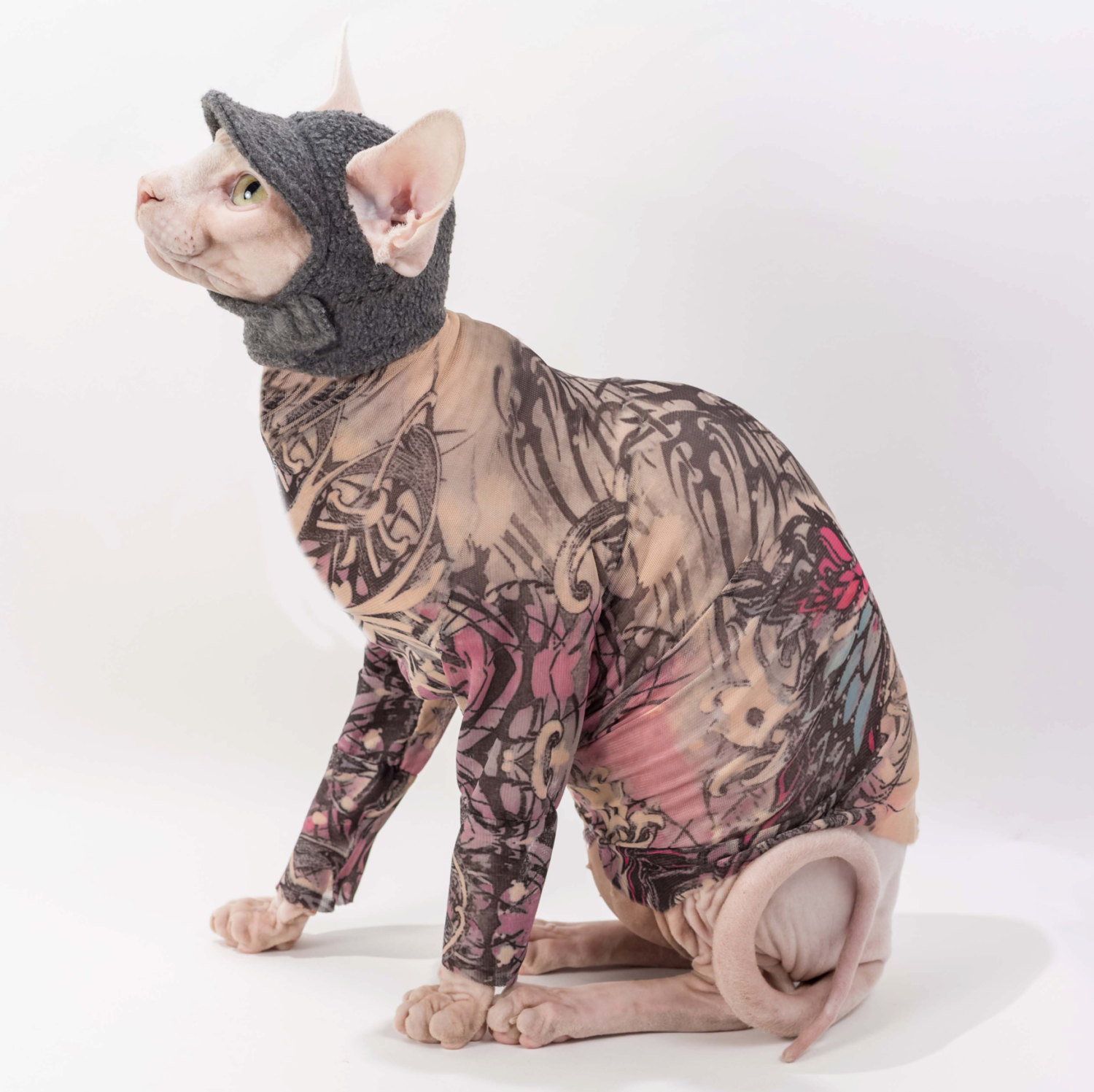 Amazing Sphynx Cat Pictures & Backgrounds