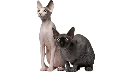 HD Quality Wallpaper | Collection: Animal, 400x252 Sphynx Cat