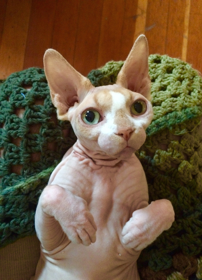 Images of Sphynx Cat | 680x942