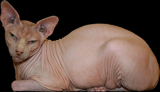 Nice Images Collection: Sphynx Cat Desktop Wallpapers
