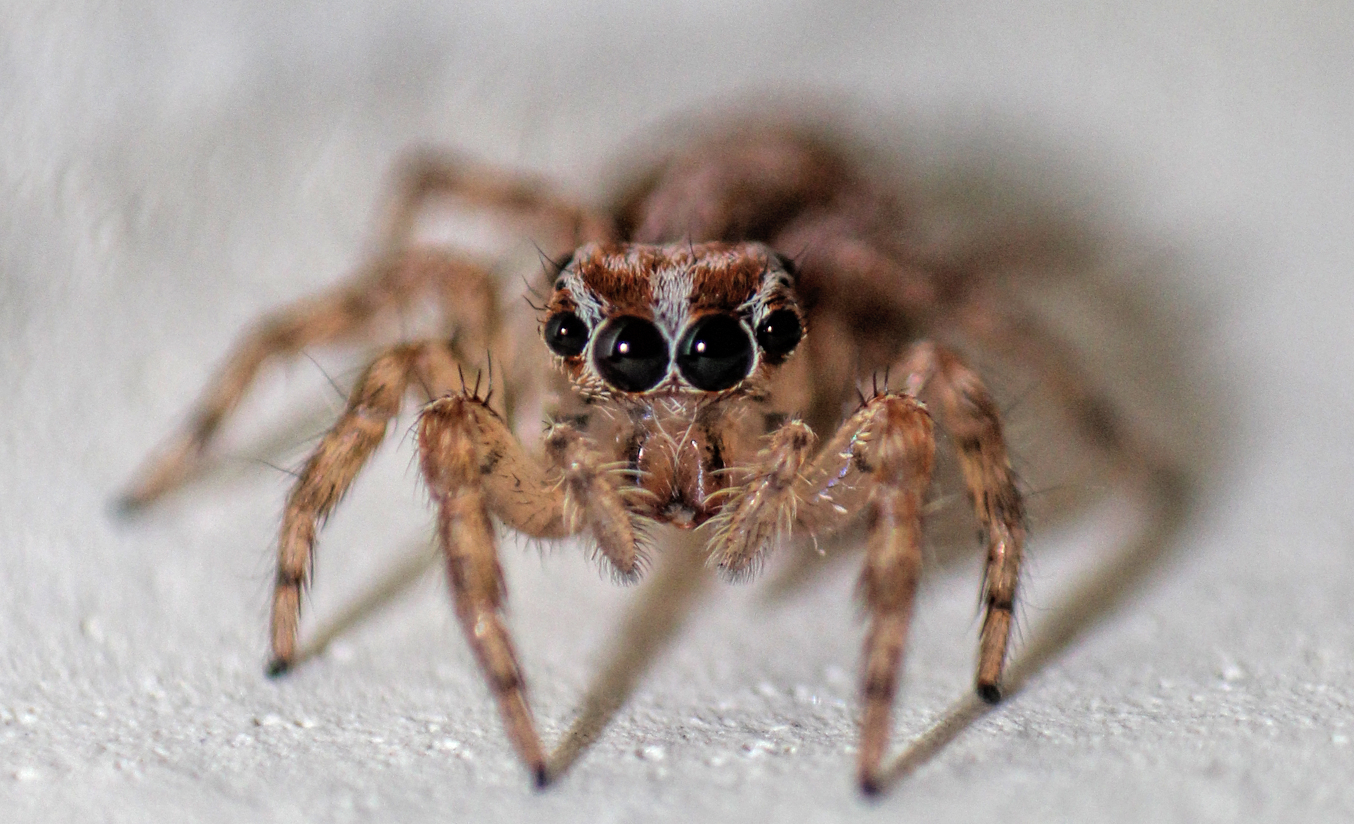 Images of Spider | 2700x1643
