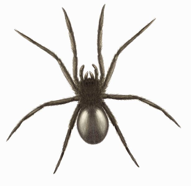 Spider Pics, Animal Collection