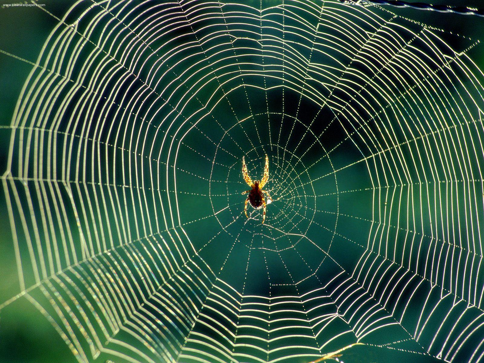 Spider Web #20