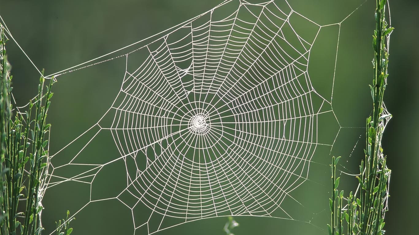 1366x768 > Spider Web Wallpapers