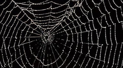 Spider Web #8