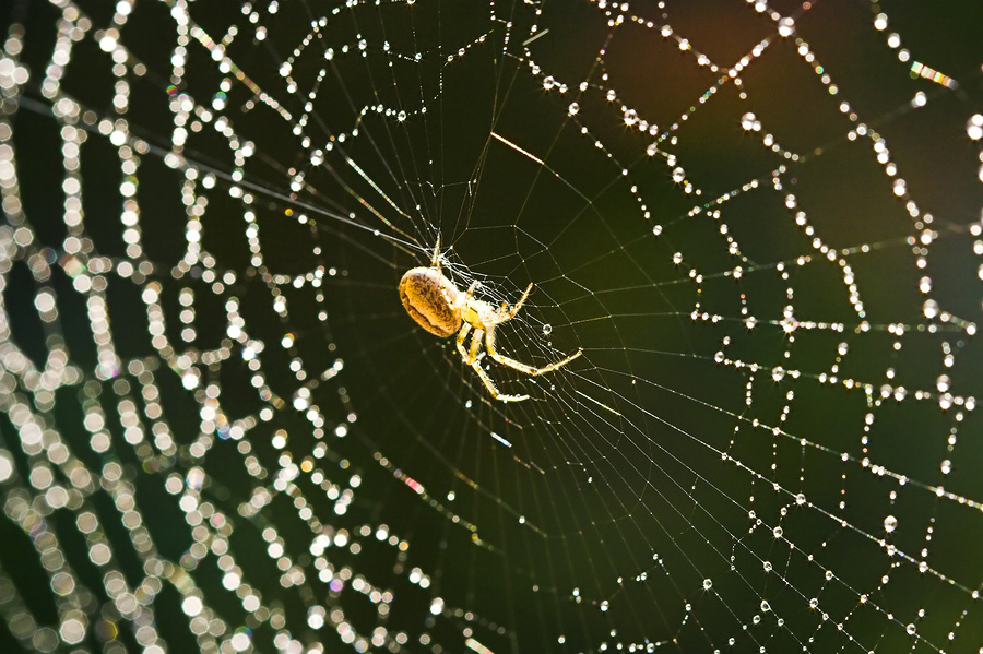 Spider Web Backgrounds on Wallpapers Vista